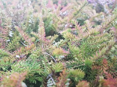 Ladin Brunch 'ı yakın çekim. Yüzey odağı. Kabarık yeşil çam Brunch 'ı yakın çekim. Noel duvar kağıdı kavramı. Boşluk Kopyala.