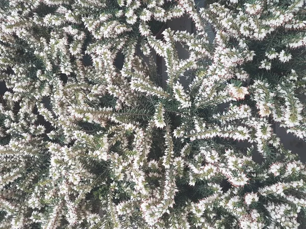 Ladin Brunch 'ı yakın çekim. Yüzey odağı. Kabarık yeşil çam Brunch 'ı yakın çekim. Noel duvar kağıdı kavramı. Boşluk Kopyala.