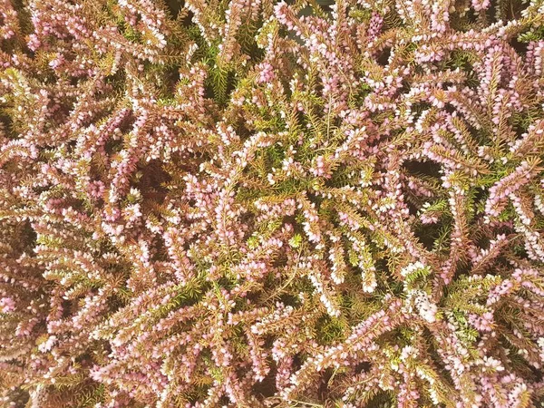 Ladin Brunch 'ı yakın çekim. Yüzey odağı. Kabarık yeşil çam Brunch 'ı yakın çekim. Noel duvar kağıdı kavramı. Boşluk Kopyala.