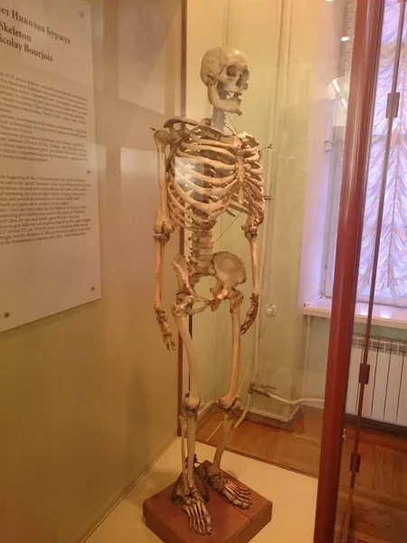 São Petersburgo, Rússia, 21 de setembro de 2018. Esqueletos, embriões, mutantes, monstros no Museu Kunstkamera, São Petersburgo, Rússia . — Fotografia de Stock