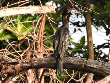 Bir ağaç dalı üzerinde oturan siyah karabatak. Sri Lanka doğal bir yaşam alanıdır.