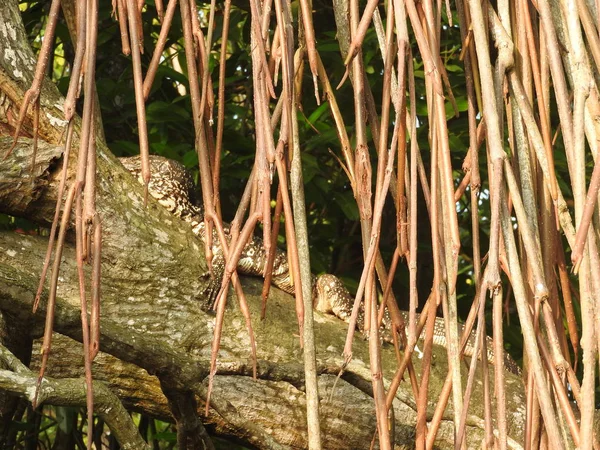 在斯里兰卡本托塔河丛林的树上休息的监视器蜥蜴. — 图库照片