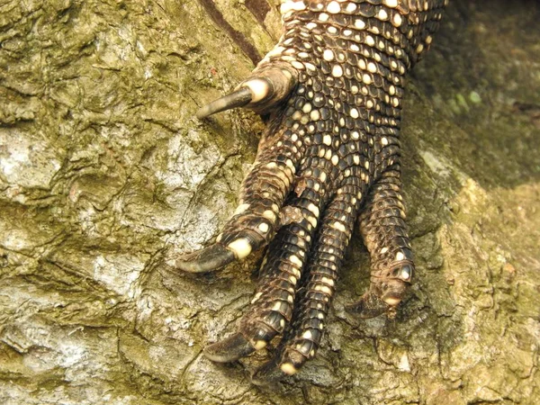 Pata de lagarto con garras de cerca en un árbol en las selvas de Sri Lanka . —  Fotos de Stock