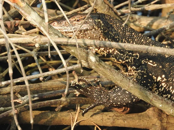 Un lagarto monitor descansando en un árbol en la selva del río Bentota en Sri Lanka . —  Fotos de Stock