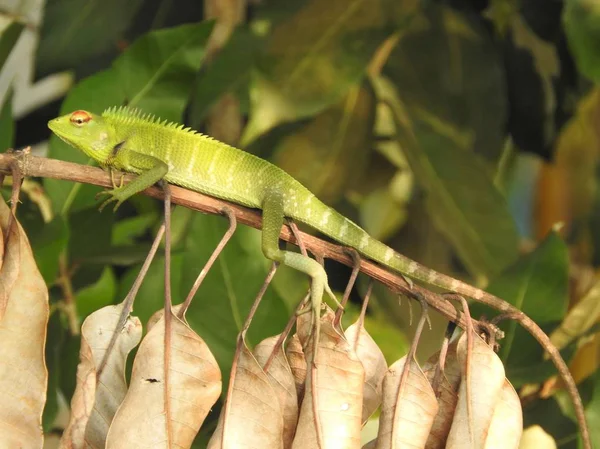 スリランカのジャングルの枝に座って緑のカメレオンクローズアップ. — ストック写真