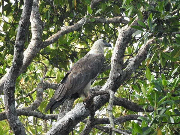 成熟的秃鹰坐在蓝天背景的树枝上，在斯里兰卡的丛林中. — 图库照片