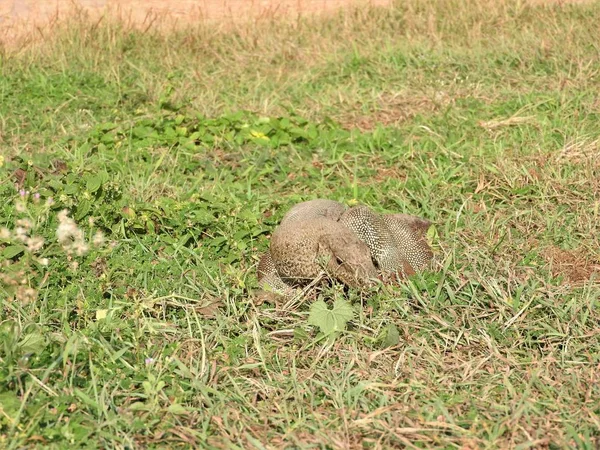 Tampilan iguana, kira-kira, habitat alami Sri Lanka — Stok Foto