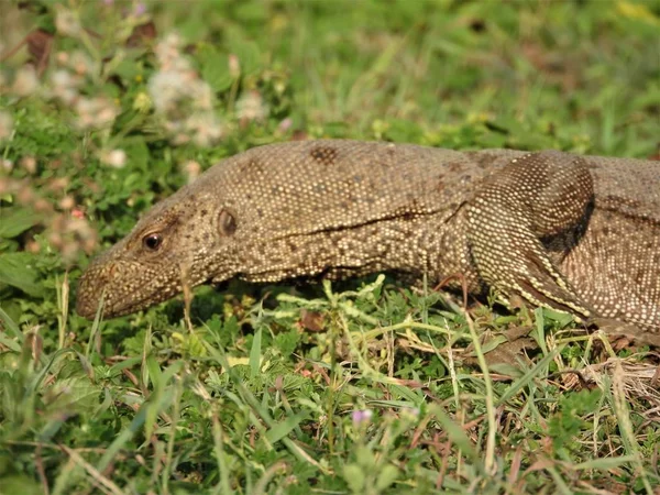 El aspecto de la iguana, aproximadamente, Sri Lanka hábitat natural —  Fotos de Stock