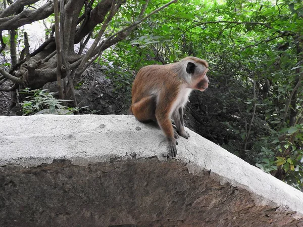 Der affe genießt einen tag in den höhlen von dambulla in sri lanka — Stockfoto