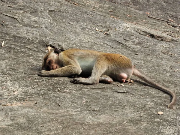 Małpa cieszy się dzień w jaskiniach Dambulla w Sri Lance — Zdjęcie stockowe