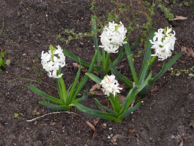 Farklı renklerde çiçek arka plan-Out-of-Focus arka plan.