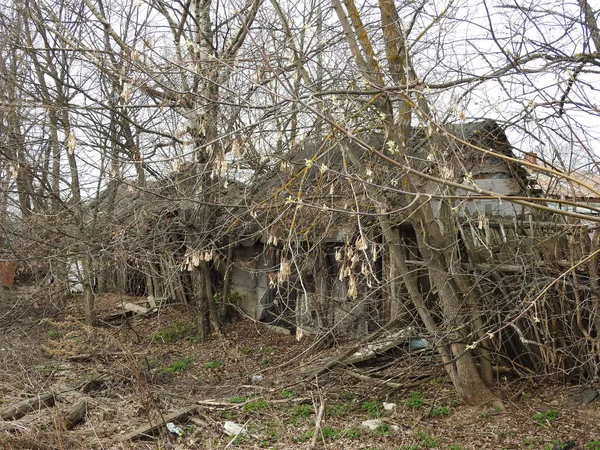 Abandonada casa de madeira destruída em pequena aldeia russa . — Fotografia de Stock