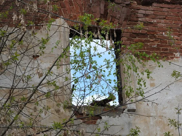 De ruïnes van een oude rode bakstenen huis en een raam in het voorjaar in het dorp Grebnevo in de buurt van Moskou, Rusland. — Stockfoto
