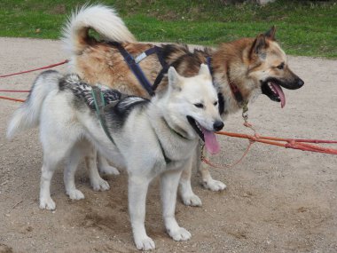 Park, Güneşli gün bir kızak husky köpekler