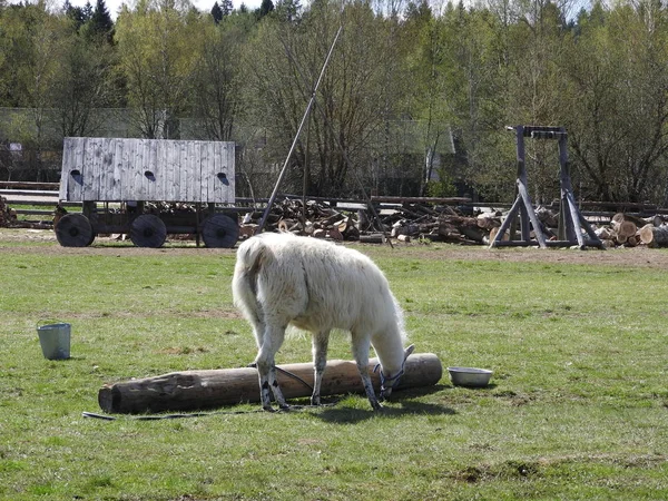 Lama pastando en un prado verde y comiendo en un claro día soleado — Foto de Stock