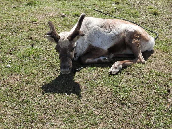 Ciervo descansando en un prado en una granja de ciervos, un día despejado . —  Fotos de Stock