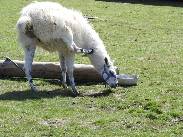 Lama pastando en un prado verde y comiendo en un claro día soleado —  Fotos de Stock