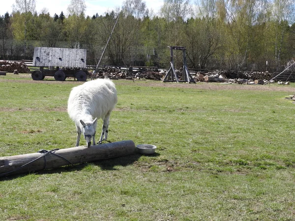 Lama pastando en un prado verde y comiendo en un claro día soleado — Foto de Stock