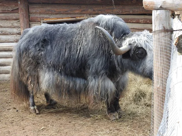 Retrato de yak mongoliano detrás de la valla de madera. Vista de cerca. Escena rural . —  Fotos de Stock