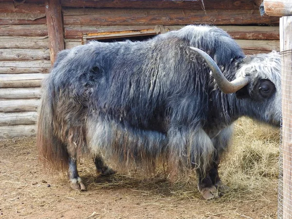 Retrato de yak mongoliano detrás de la valla de madera. Vista de cerca. Escena rural . —  Fotos de Stock