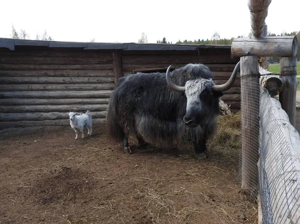 Retrato de yak mongoliano detrás de la valla de madera. Vista de cerca. Escena rural . — Foto de Stock