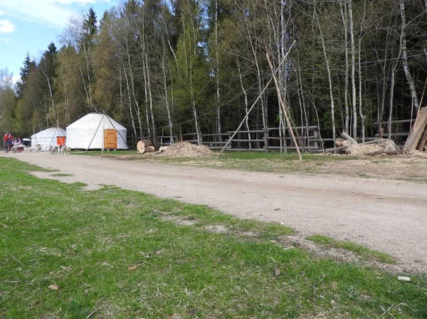 Hundspann på sommaren i parken, solig dag — Stockfoto