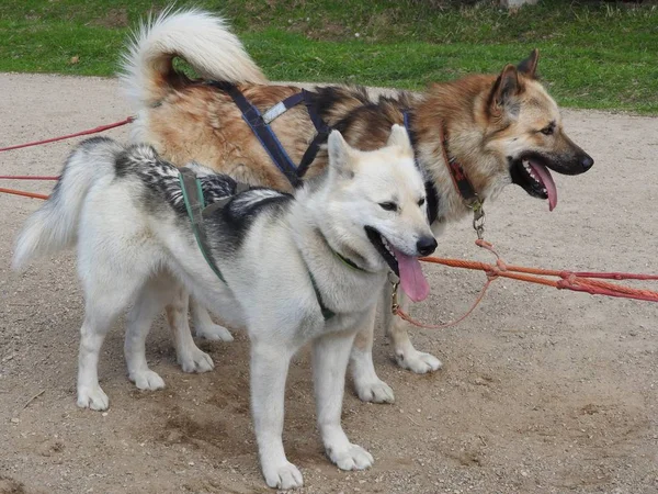 Park, Güneşli gün bir kızak husky köpekler