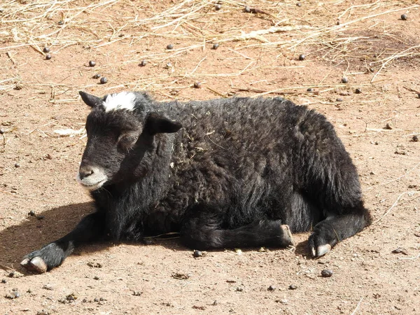 Carnero de raza antigua de ovejas de cola larga retrato sideview. —  Fotos de Stock