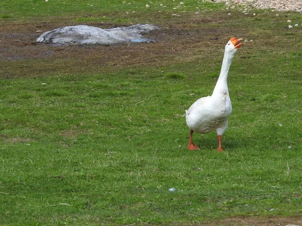 The domestic goose, which people keep as poultry for meat, eggs and down feathers, the goose grazes in the meadow. Farm concept. — Stock Photo, Image