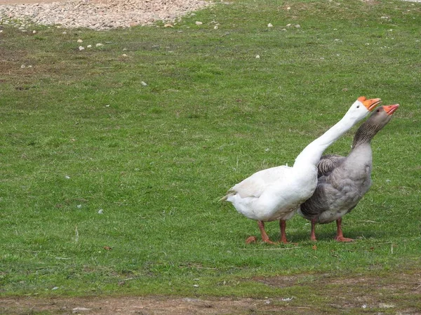 L'oie domestique, que les gens gardent comme volaille pour la viande, les œufs et les plumes de duvet, l'oie broute dans la prairie. Concept de ferme . — Photo