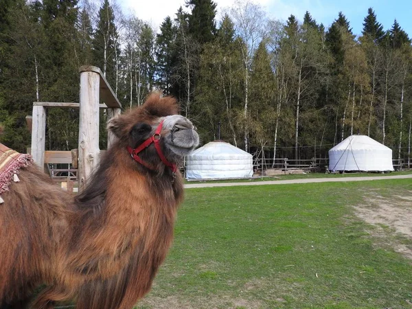 Moskova bölgesinin göçebe etnik Park bir çiftlikte Deve, açık bir gün.