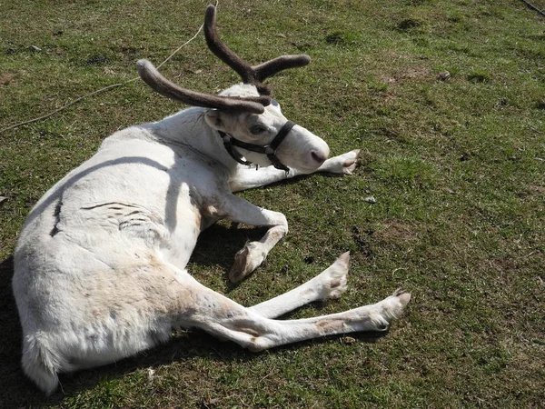 Ciervo descansando en un prado en una granja de ciervos, un día despejado . —  Fotos de Stock