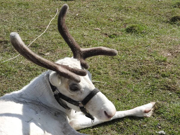 Young curious deer resting on the lawn in the zoo. — 스톡 사진