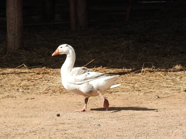 El ganso doméstico, que la gente guarda como aves de corral para carne, huevos y plumas, el ganso pasta en el prado. Concepto de granja . — Foto de Stock