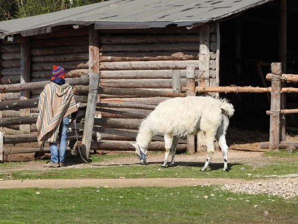 Lama açık bir günde bir çobanla çimenlerin üzerinde yürüyor.. — Stok fotoğraf