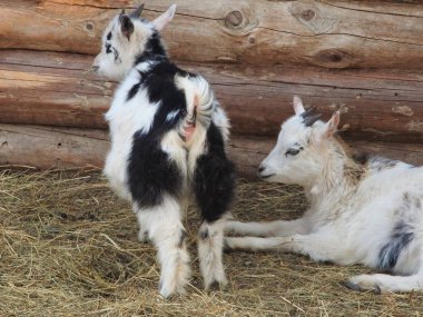 Beyaz ve şirin keçiler ahırda. Samanlıkta küçük keçiler.