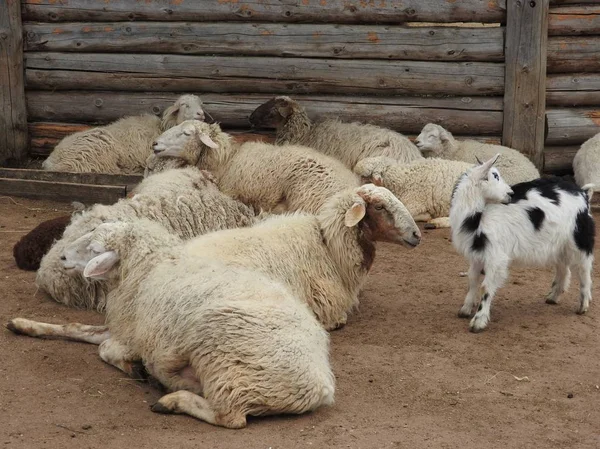 Cabras blancas y lindas en un granero. Cabras en el heno . — Foto de Stock