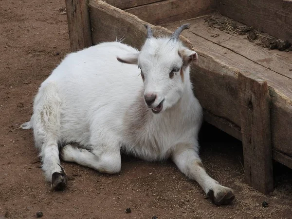 Cabras bebés brancas e giras num celeiro. Pequenas cabras no feno . — Fotografia de Stock