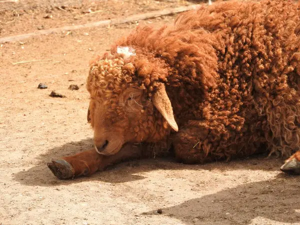 Nyfödda lamm Happy Young Ireland i grönt fält fårlamm. — Stockfoto