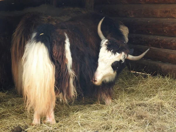 Retrato de yak mongoliano detrás de la valla de madera. Vista de cerca. Escena rural . — Foto de Stock