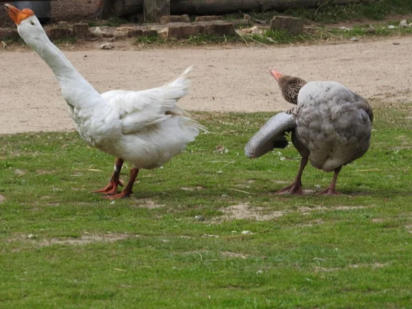 Гуси в траве. Домашняя птица. Стая гусей. Белые гуси . — стоковое фото