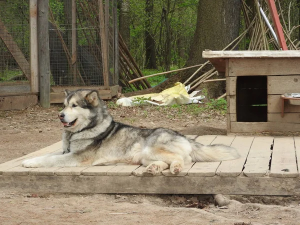 Sibirischer Husky-Hund steht im Hof. — Stockfoto