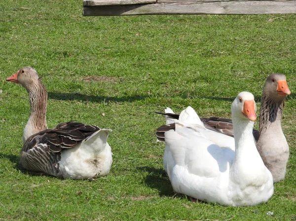 Gansos en la hierba. Pájaro doméstico. Una bandada de gansos. Gansos blancos . —  Fotos de Stock
