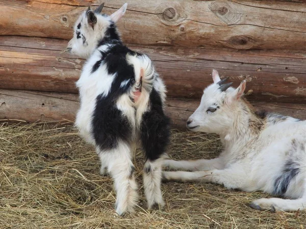 Beyaz ve şirin keçiler ahırda. Samanlıkta küçük keçiler.