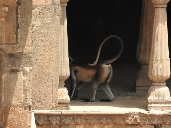 Oba są w słynnym stepwell Chand Baori dobrze we wsi Abhaneri, Rajasthan, Indie. — Zdjęcie stockowe