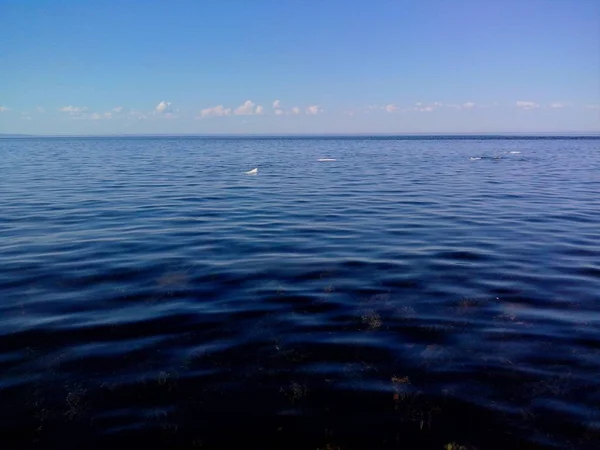 Beluga-Wal in der Nähe von Kap Beluschij, Solowezki-Inseln, Gebiet Archangelsk, Russland. — Stockfoto
