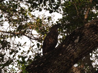 Yırtıcı kuş bir dalda oturur ve etrafa bakar. Sri Lanka, Uda Walawe'deki vahşi hayvan.