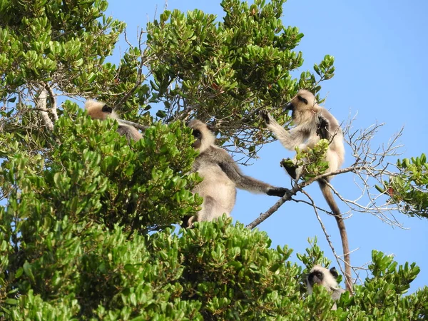 Vit apa i den naturliga livsmiljön för gröna träd, Sri Lanka island Park. — Stockfoto