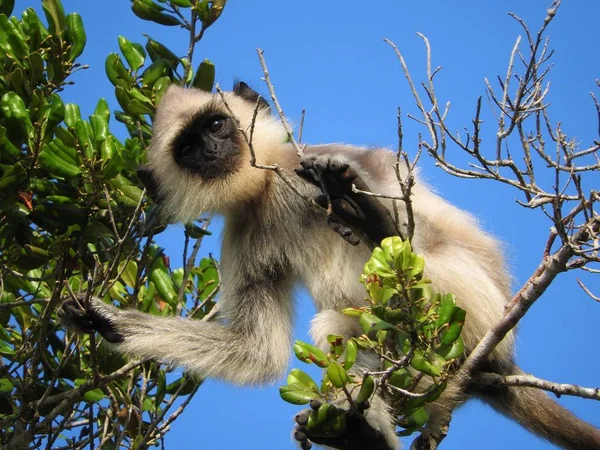 Biały małpa w naturalnym środowisku, zielone drzewa, Park island Sri Lanka. — Zdjęcie stockowe