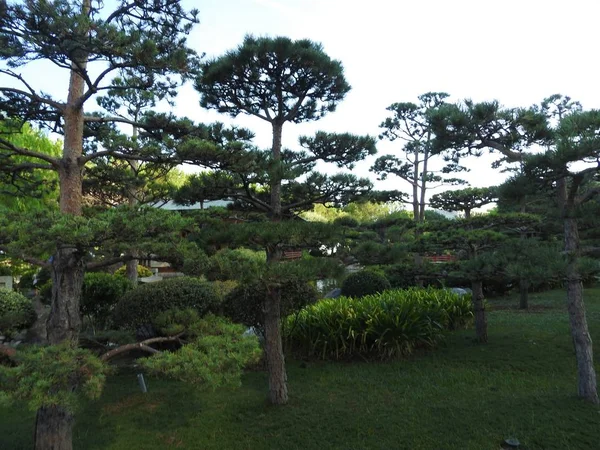 Japanse tuin of Jardin japonais. Gemeentelijk openbaar park in Monte Carlo in Monaco — Stockfoto